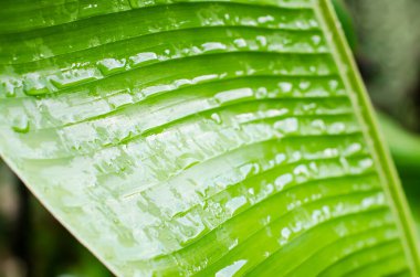 Muz arka planda kalır. Yeşil muz yaprağının üzerine bir damla yağmur. Yeşil ağaçlar doğaldır. Duvar kağıdı düzeni.