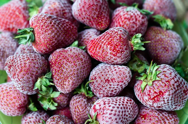 Tiefgefrorene Erdbeeren aus nächster Nähe, die vom Frost bedeckt sind. Makro. Draufsicht. Horizontale Orientierung. — Stockfoto