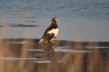 Deniz Kartalı deniz kıyısında oturur.