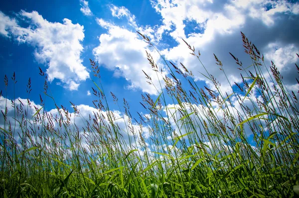 Grama Verde Céu Azul Com Arco Íris Fundo Natureza Primavera — Fotografia de Stock