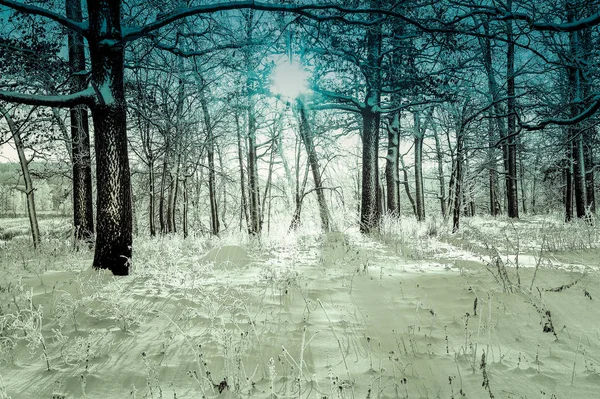 朝の太陽と森の冬の風景 — ストック写真