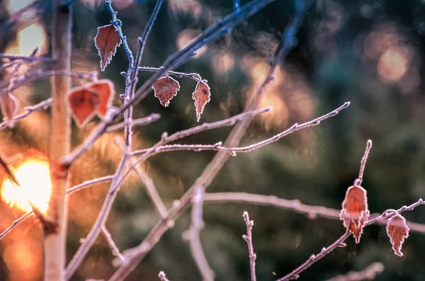 Hösten Bakgrund Med Gräs Och Skog Täckt Med Frost Den — Stockfoto