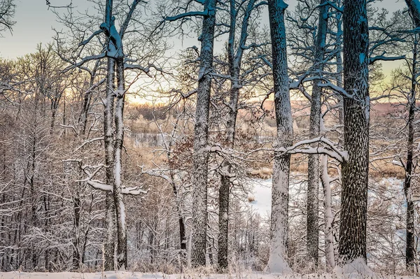 Paysage Hivernal Lumineux Avec Des Arbres Dans Forêt Lever Soleil — Photo