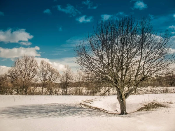 Frühlingslandschaft Sonniger Tag Mit Dem Baum Und Dem Schatten Auf — Stockfoto