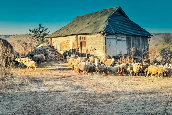Ländliche Landschaft Mit Schafen Und Haus Herbstmorgen Der Kälte — Stockfoto