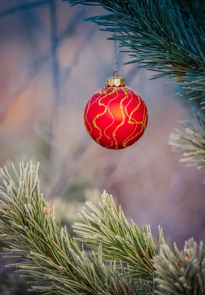 Weihnachtskugel Hängt Ast Einer Kiefer — Stockfoto