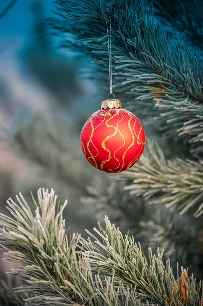 The red sphere hangs on a fir-tree close up.