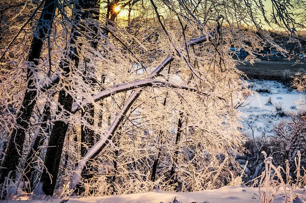 Sonnenuntergang John Tkhe Holzig Betveen Tkhe Bäume Ying Winter Period — Stockfoto