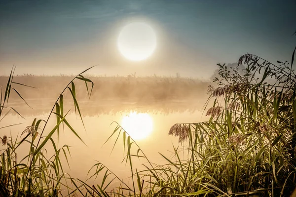 Incrível Paisagem Matinal Mística Com Sol Nascente Árvore Junco Nevoeiro — Fotografia de Stock