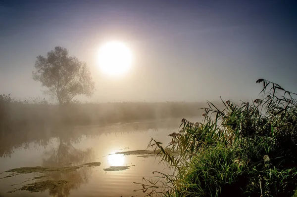 Incrível Paisagem Matinal Mística Com Sol Nascente Árvore Junco Nevoeiro — Fotografia de Stock