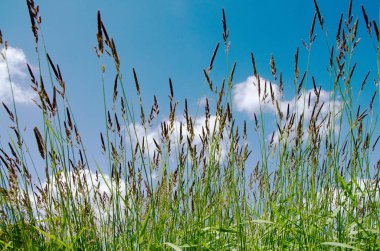 Yeşil çim ve mavi gökyüzü ile bir gökkuşağı, Bahar doğa arka plan