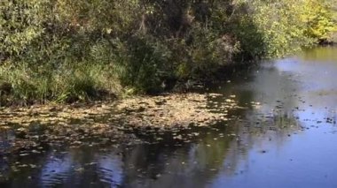 Sorunsuz iplik su yüzeyine düşen sonbahar yaprakları