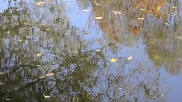Fallende Herbstblätter Drehen Sich Sanft Auf Der Wasseroberfläche — Stockvideo