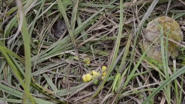 Wild Field Mouse Crawls Out Mink Steals Corn Fisher — Stock Video