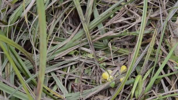 Tikus Liar Merangkak Keluar Dari Cerpelai Dan Mencuri Jagung Dari — Stok Video