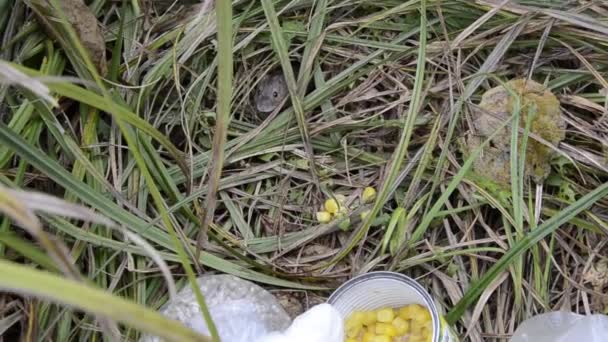 野田老鼠从水貂中爬出来 从渔民那里偷玉米 — 图库视频影像