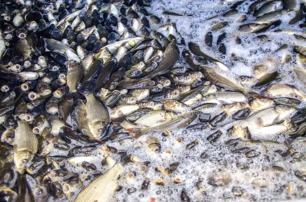 Peixes Jovens Carpa Uma Fazenda Peixes Barril Transportam Para Liberação — Fotografia de Stock