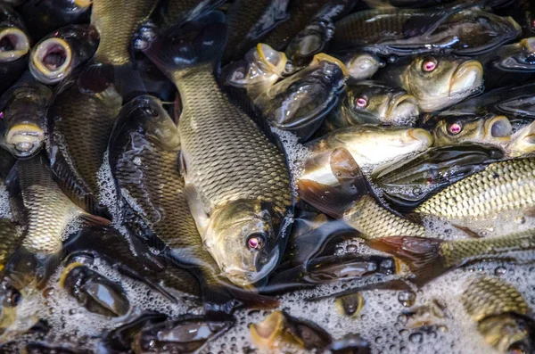 Young carp fish from a fish farm in a barrel are transported for release into the reservoir.