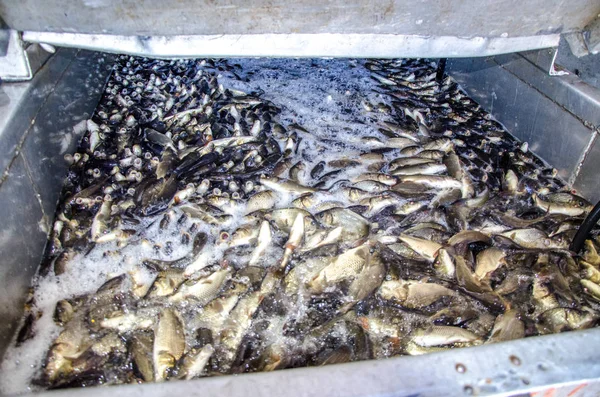 Young carp fish from a fish farm in a barrel are transported for release into the reservoir.