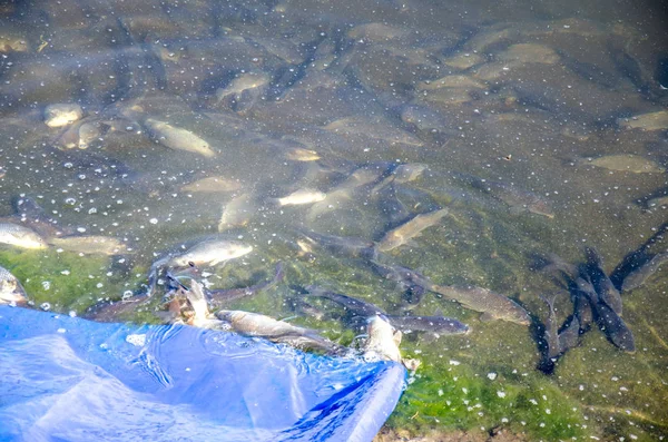 Young carp fish from fish farms released into the reservoir.