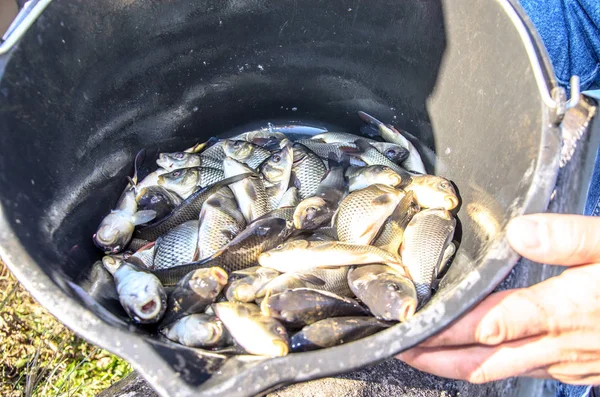 Young carp fish from a fish farm in a barrel are transported for release into the reservoir.