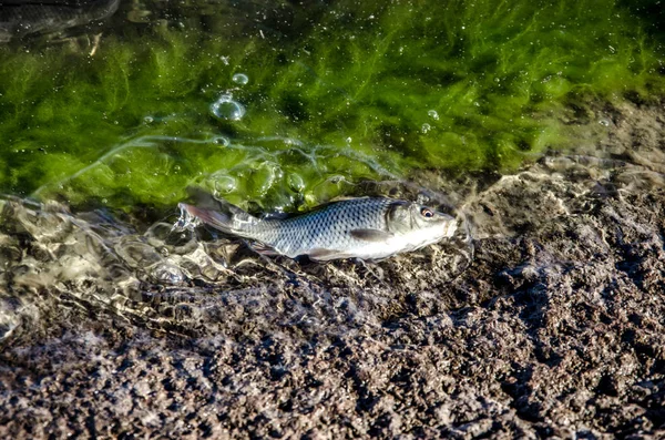 Carpas Peixes Jovens Provenientes Explorações Piscícolas Libertadas Reservatório — Fotografia de Stock