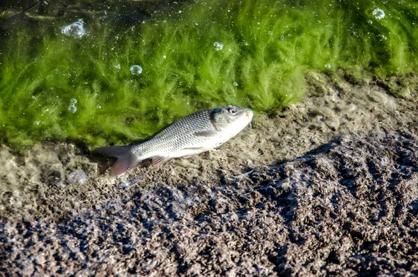 Jonge Karper Van Viskwekerijen Die Het Reservoir Worden Geloosd — Stockfoto