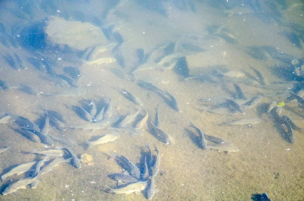 Young carp fish from fish farms released into the reservoir.