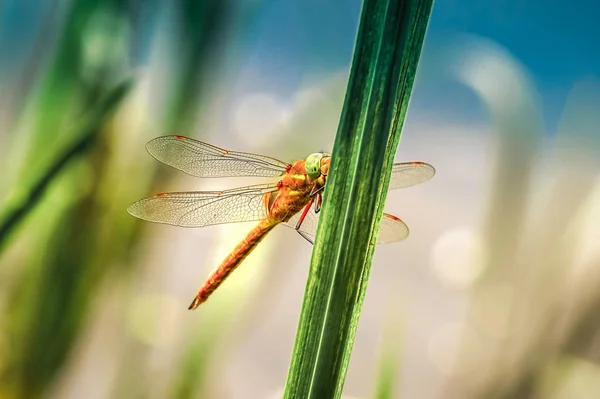 Dragonfly Sympetrum primo piano seduto sull'erba — Foto Stock