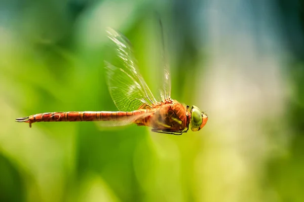 Dragonfly close-up in flight — Stock Photo, Image