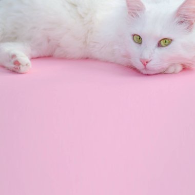 Aşağıdaki metin için bir yer ve üstüne kabarık beyaz kedi ile Hassas pastel pembe arka plan.