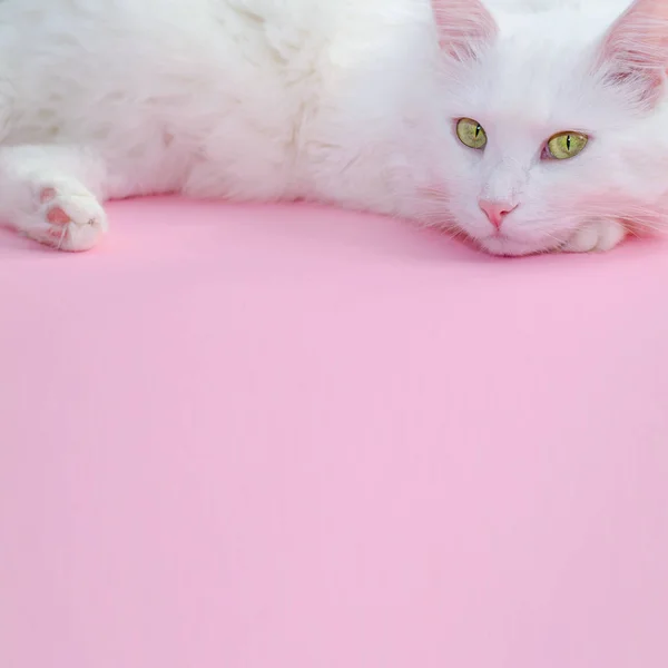 Delicate pastel pink background with a place for text below and a fluffy white cat on top. — Stock Photo, Image