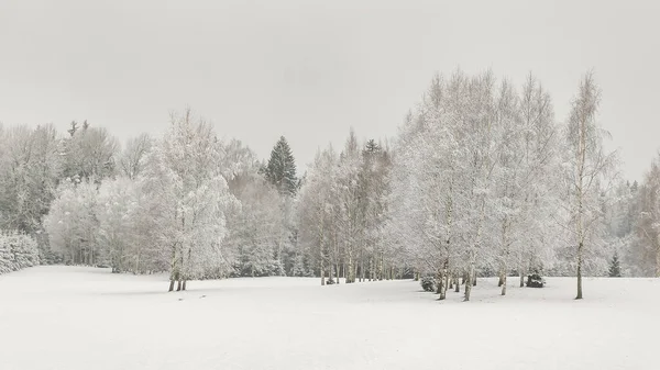 Kış sahnesinde, karla çevrili buzla kaplı beyaz ağaçlar. Manzara, doğanın sakin ve soğuk güzelliğini sessiz ve donmuş bir atmosferde yakalar..