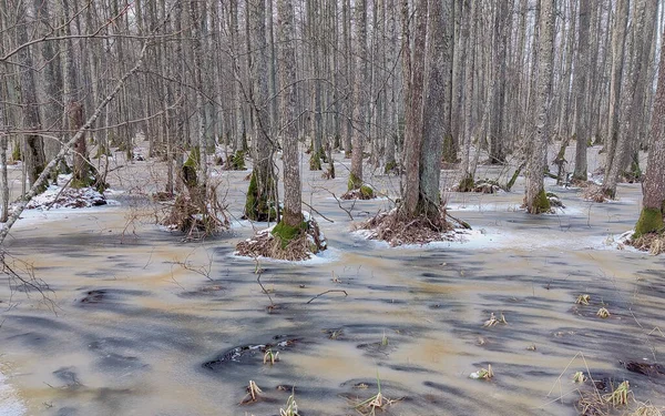 Real photograph of a unique natural formation  sulfur springs overflowing into a forest. Authentic nature scenery with flooded trees and mineral-rich water.