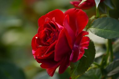 Zarif taç yapraklarını, zengin rengini ve narin dokusunu sergileyen bir kraliyet gülünün gerçekçi bir fotoğrafı. Görüntü, çiçeğin doğal ışıklandırmayla güzelliğini ve inceliğini vurgular..