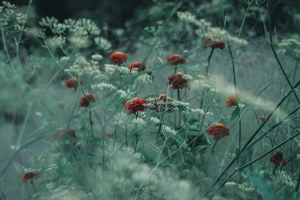 Parlak kırmızı çiçekli yeşil çimenler canlı bir kontrastlık oluşturuyor..