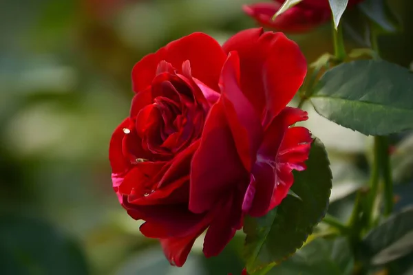 Zarif taç yapraklarını, zengin rengini ve narin dokusunu sergileyen bir kraliyet gülünün gerçekçi bir fotoğrafı. Görüntü, çiçeğin doğal ışıklandırmayla güzelliğini ve inceliğini vurgular..