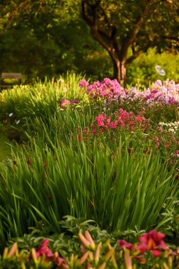 Botanik bahçesinde çiçek açan renkli yaz çiçekleri, canlı çiçekler ve yemyeşil çiçekler sergiliyor..