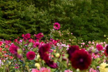 Botanik bahçesinde çiçek açan renkli yaz çiçekleri, canlı çiçekler ve yemyeşil çiçekler sergiliyor..