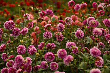 Botanik bahçesinde çiçek açan renkli yaz çiçekleri, canlı çiçekler ve yemyeşil çiçekler sergiliyor..