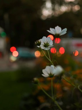 Gün batımında şehir merkezinde narin çiçekler, arka planda bulanık şehir ışıkları. Sahne yumuşak, atmosferik ve rüya gibi bir akşam havası yaratır..