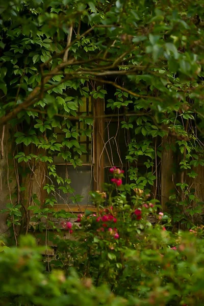 Yeşil sarmaşıklarla kaplı eski bir pencerenin gizemli ve atmosferik bir fotoğrafı. Yıpranmış çerçeve ve sürünen bitkiler, yumuşak, doğal ışıklandırmayla geliştirilmiş yaş ve gizli hikayeler yaratırlar..