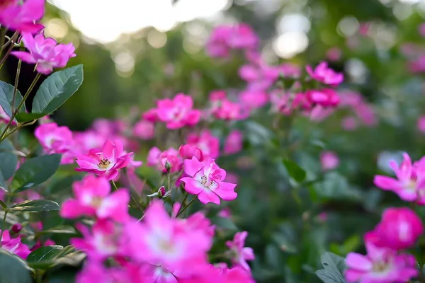 Küçük, parlak pembe güller açan bir gül çalısının gerçekçi bir fotoğrafı. Çiçeklerin çevresindeki yeşil yapraklarla doğal dokuları ve canlı renkleri gösteren narin çiçeklere odaklanıyoruz..