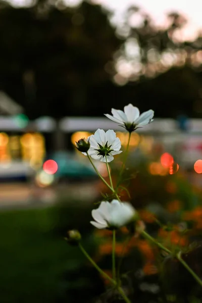 Gün batımında şehir merkezinde narin çiçekler, arka planda bulanık şehir ışıkları. Sahne yumuşak, atmosferik ve rüya gibi bir akşam havası yaratır..