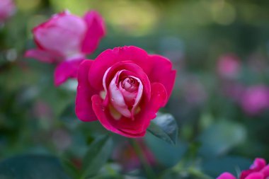Zarif taç yapraklarını, zengin rengini ve narin dokusunu sergileyen bir kraliyet gülünün gerçekçi bir fotoğrafı. Görüntü, çiçeğin doğal ışıklandırmayla güzelliğini ve inceliğini vurgular..