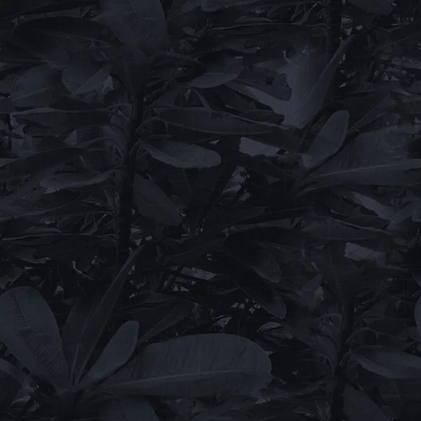 Moody oscuro casi negro patrón de hoja sin costura —  Fotos de Stock