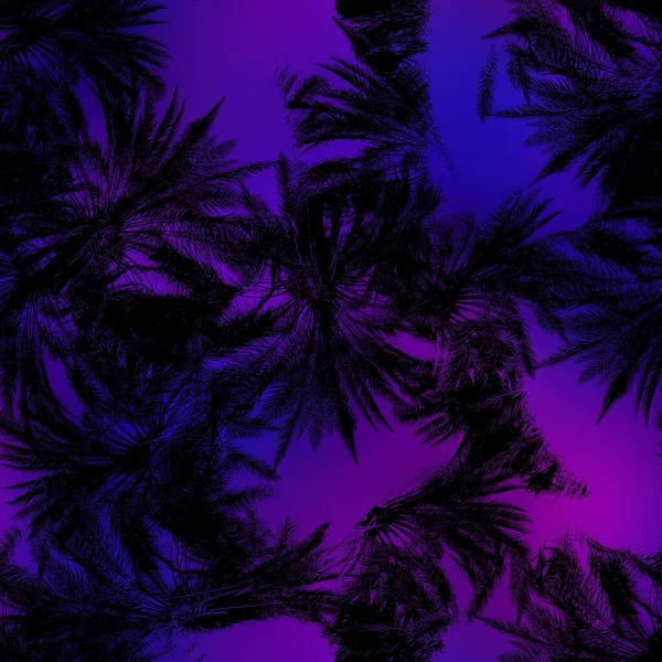 Miami night tropical black foliage on sunset blur — Stock Photo, Image