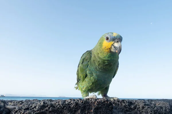 Volkanik Kayalarda Çok Renkli Papağan Playa Blanca Denizin Önünde Lanzarote — Stok fotoğraf