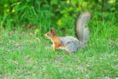 Mor Frenk soğanı, ya da Frenk soğanı, Çiçekli soğan, sarımsaklı soğan.