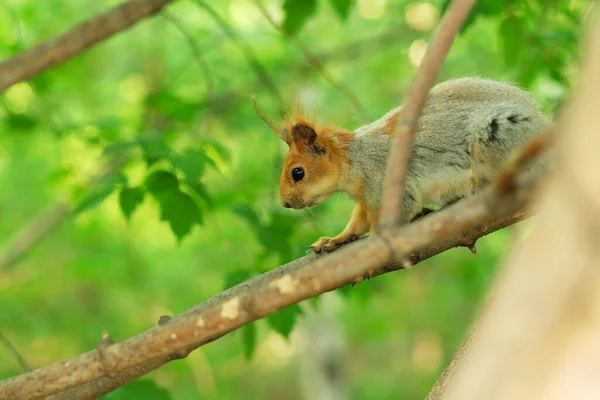 மலர மலர — ஸ்டாக் புகைப்படம்